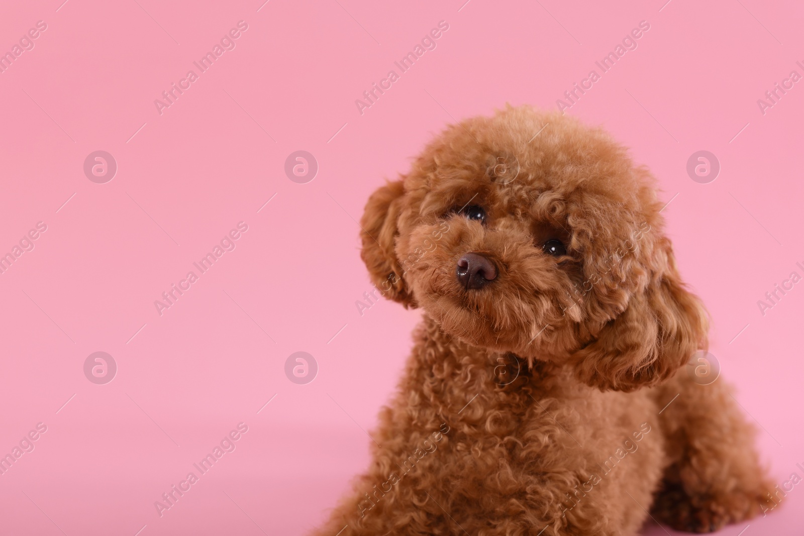 Photo of Cute Maltipoo dog on pink background, space for text. Lovely pet