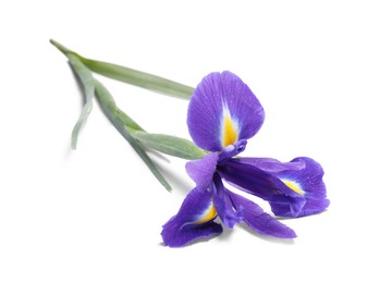 Photo of Beautiful violet iris flower with water drops isolated on white