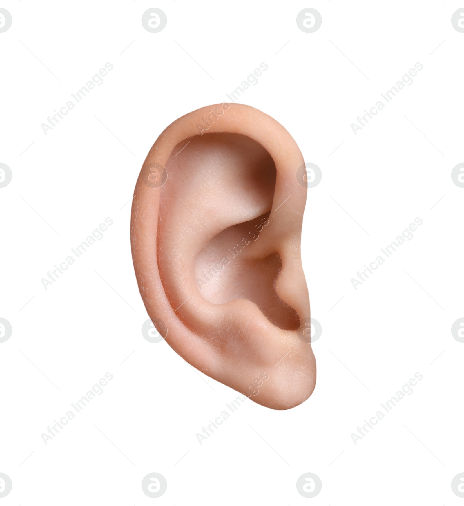 Image of Human ear isolated on white. Organ of hearing and balance