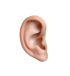 Image of Human ear isolated on white. Organ of hearing and balance