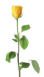 Beautiful fresh yellow rose isolated on white