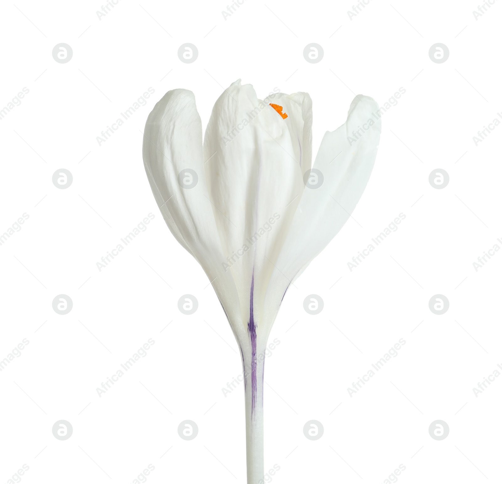 Photo of Beautiful spring crocus flower on white background