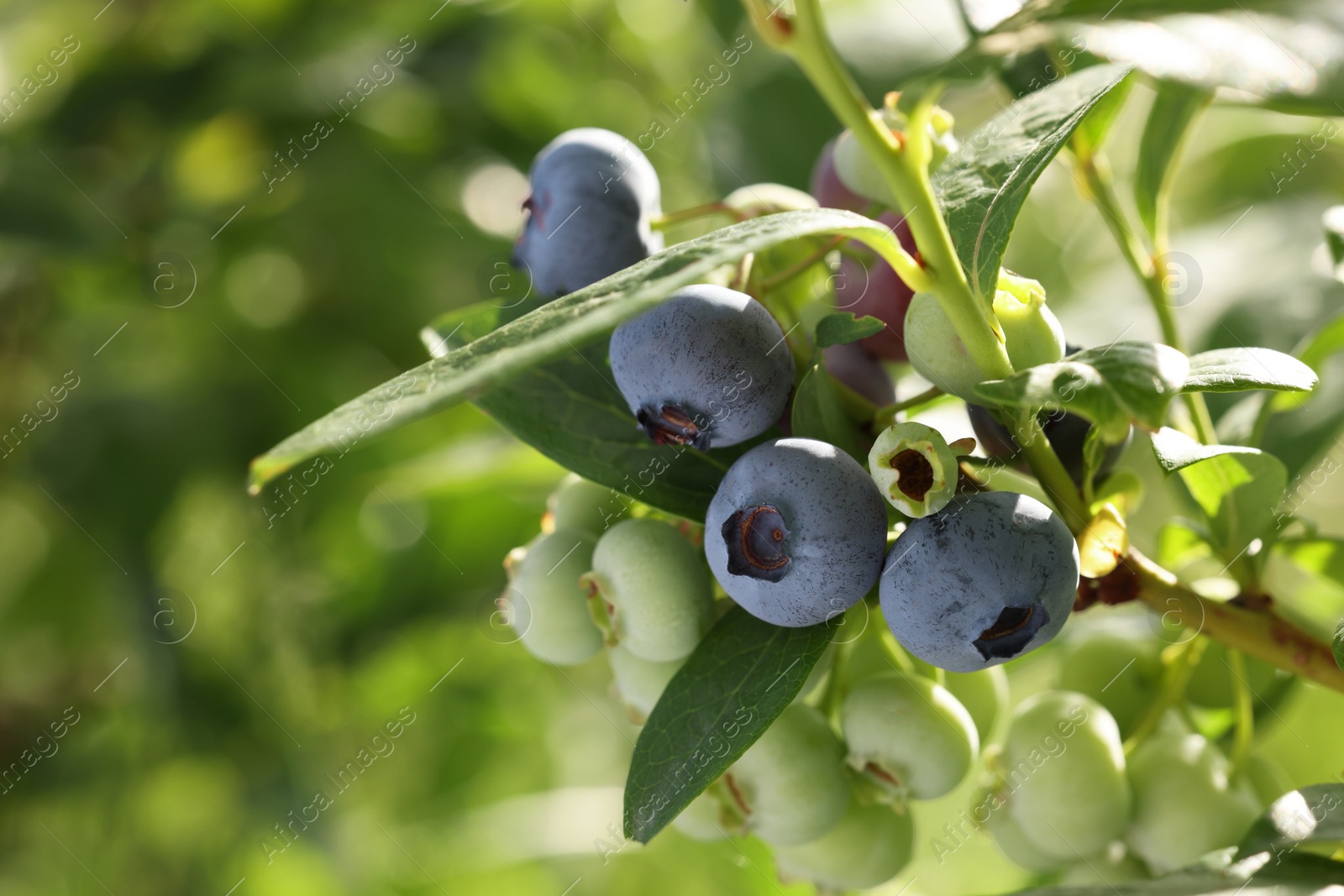 Photo of Wild blueberries growing outdoors on sunny day, closeup. Space for text