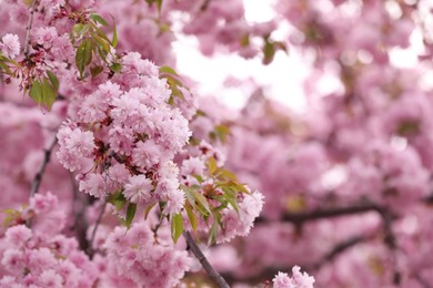 Photo of Beautiful blossoming sakura outdoors on spring day