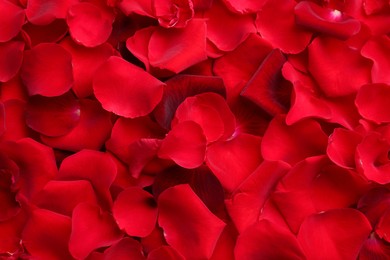 Photo of Closeup of many red rose petals as background, top view