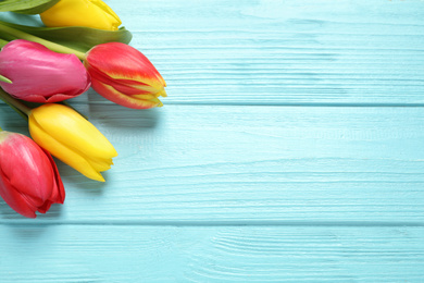 Beautiful spring tulips on light blue wooden table, flat lay. Space for text