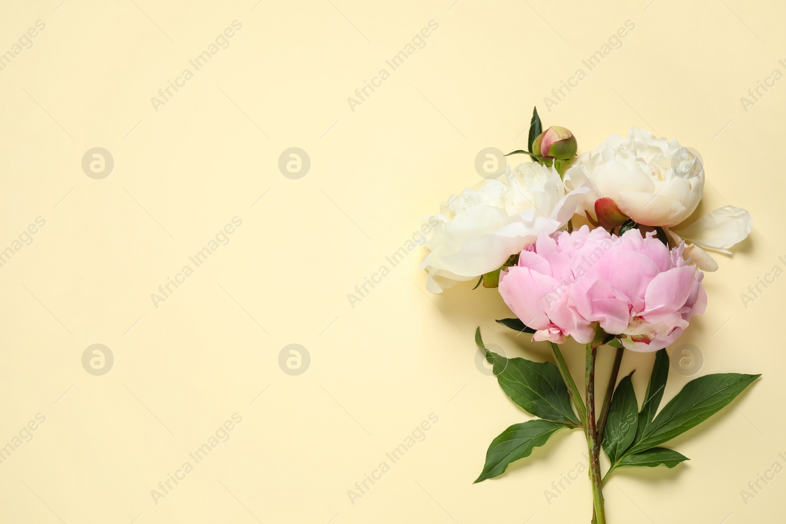 Photo of Beautiful peonies on beige background, flat lay. Space for text