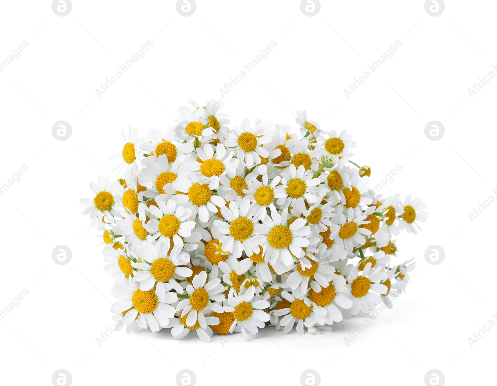 Photo of Beautiful fresh chamomile bouquet isolated on white