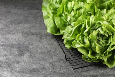 Photo of Fresh green butter lettuce on grey table, space for text