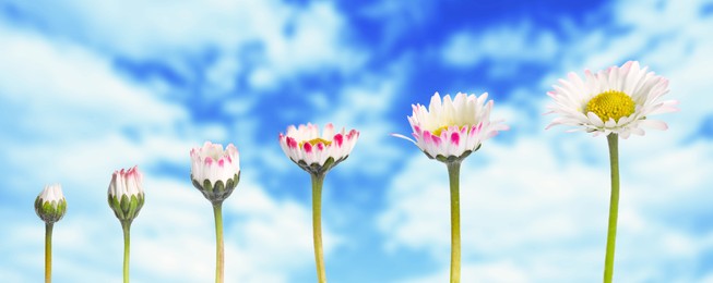 Image of Blooming stages of beautiful daisy flower against sky