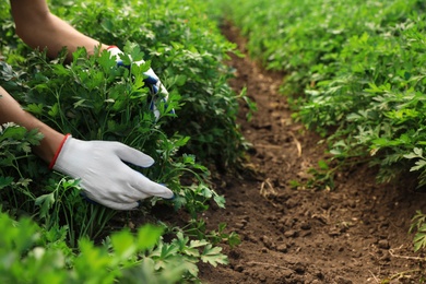 Woman gathering fresh green parsley in field, closeup. Organic farming