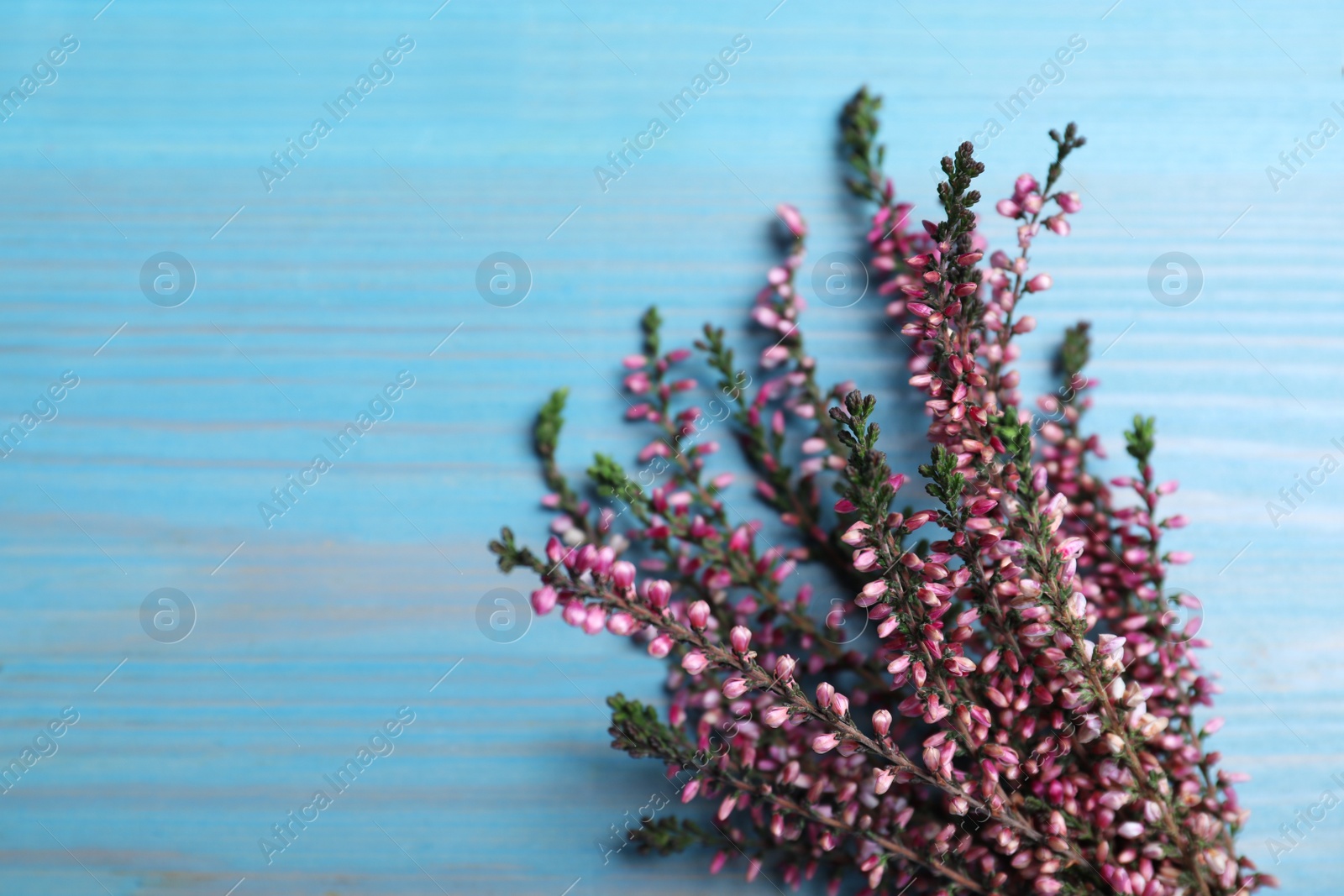 Photo of Heather branches with beautiful flowers on light blue wooden table, above view. Space for text