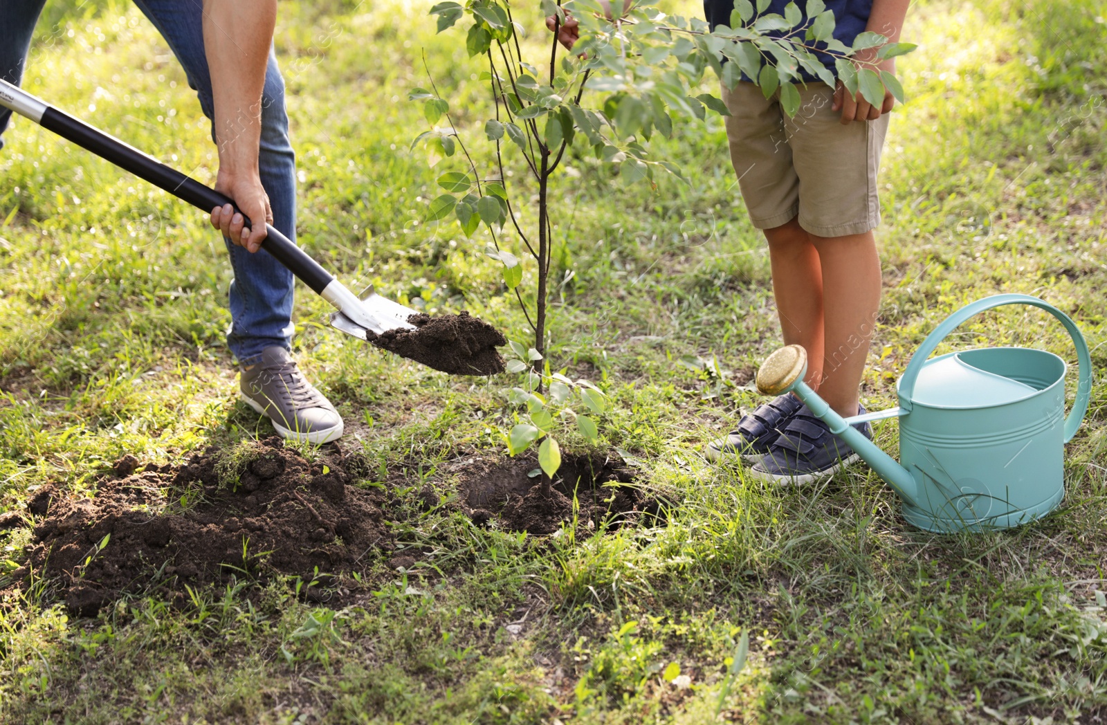 Photo of Dad and son planting tree in park on sunny day, closeup