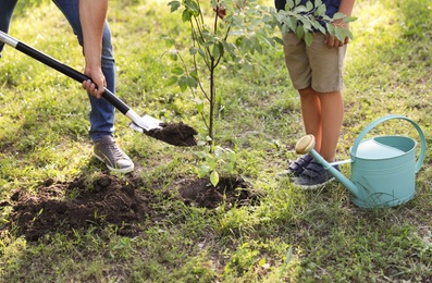 Photo of Dad and son planting tree in park on sunny day, closeup