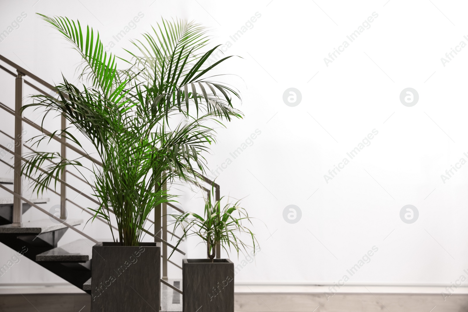 Photo of Beautiful tropical plants near stair indoors. Space for text