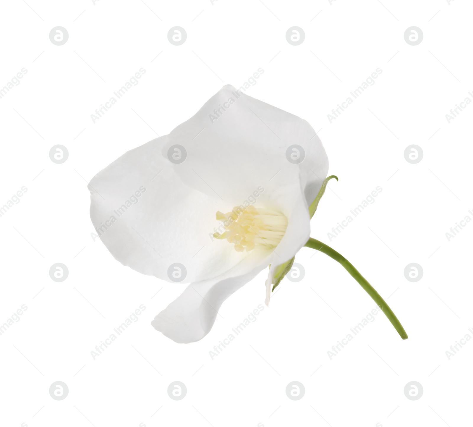 Photo of Beautiful delicate jasmine flower isolated on white