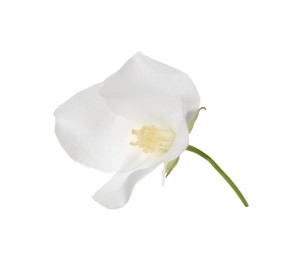 Photo of Beautiful delicate jasmine flower isolated on white