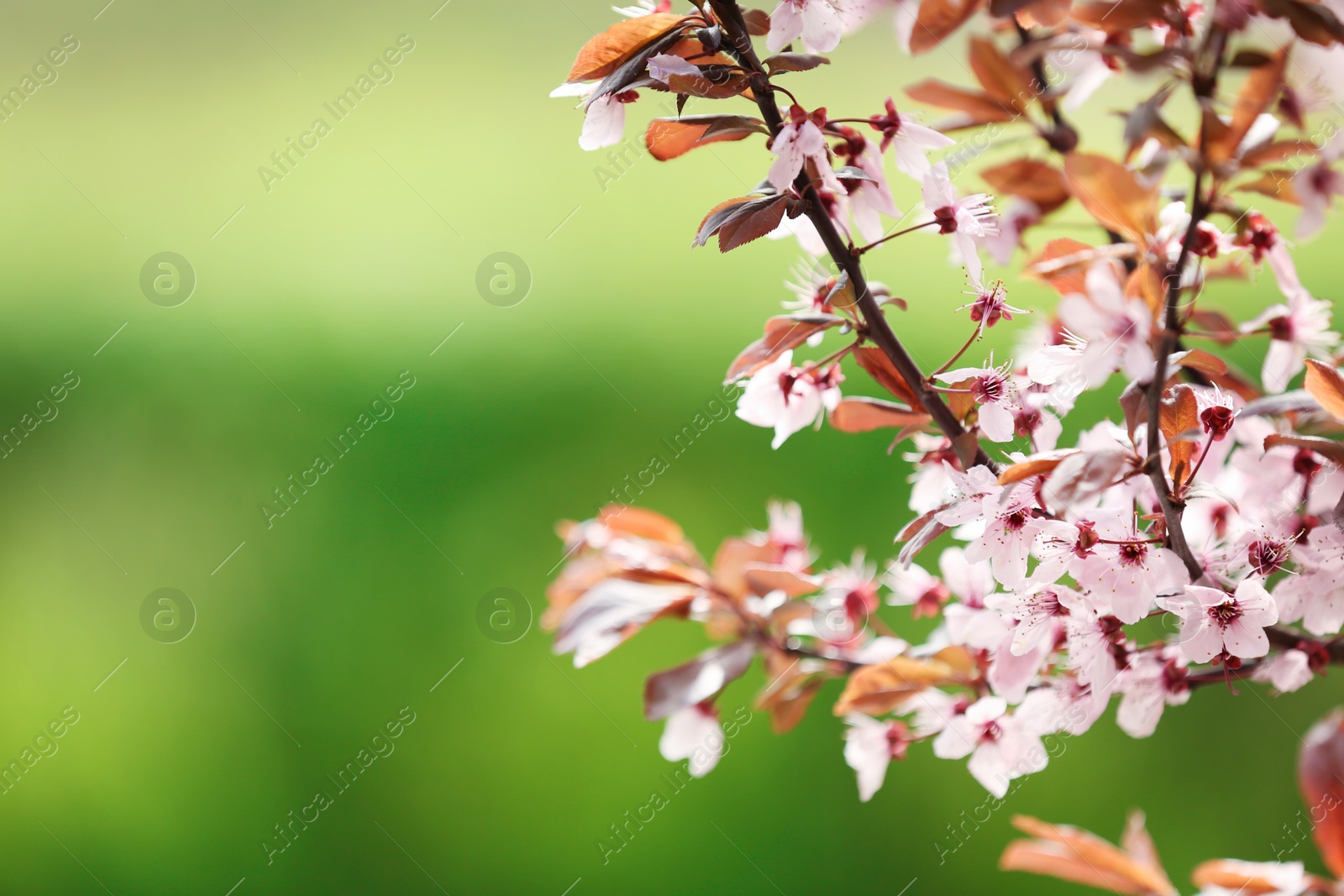 Photo of Closeup view of tree branches with tiny flowers outdoors, space for text. Amazing spring blossom