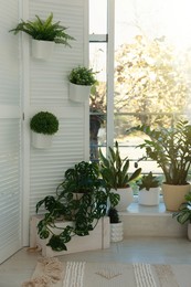 Photo of Many beautiful houseplants in light room. Interior design