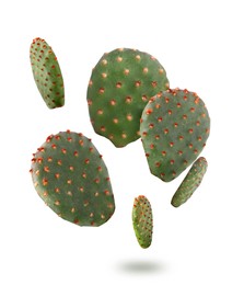 Image of Opuntia cactus pads falling on white background