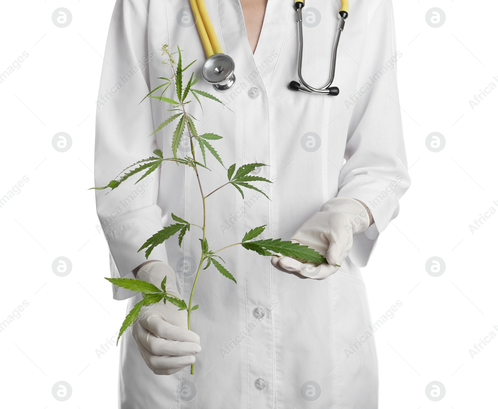Photo of Doctor holding fresh hemp plant on white background, closeup