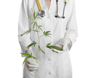 Doctor holding fresh hemp plant on white background, closeup