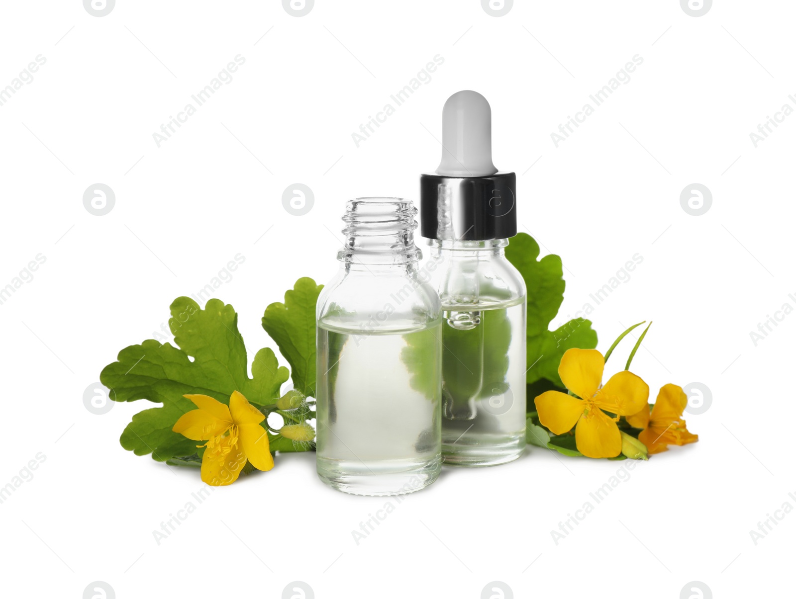 Photo of Bottles of essential oil and celandine on white background