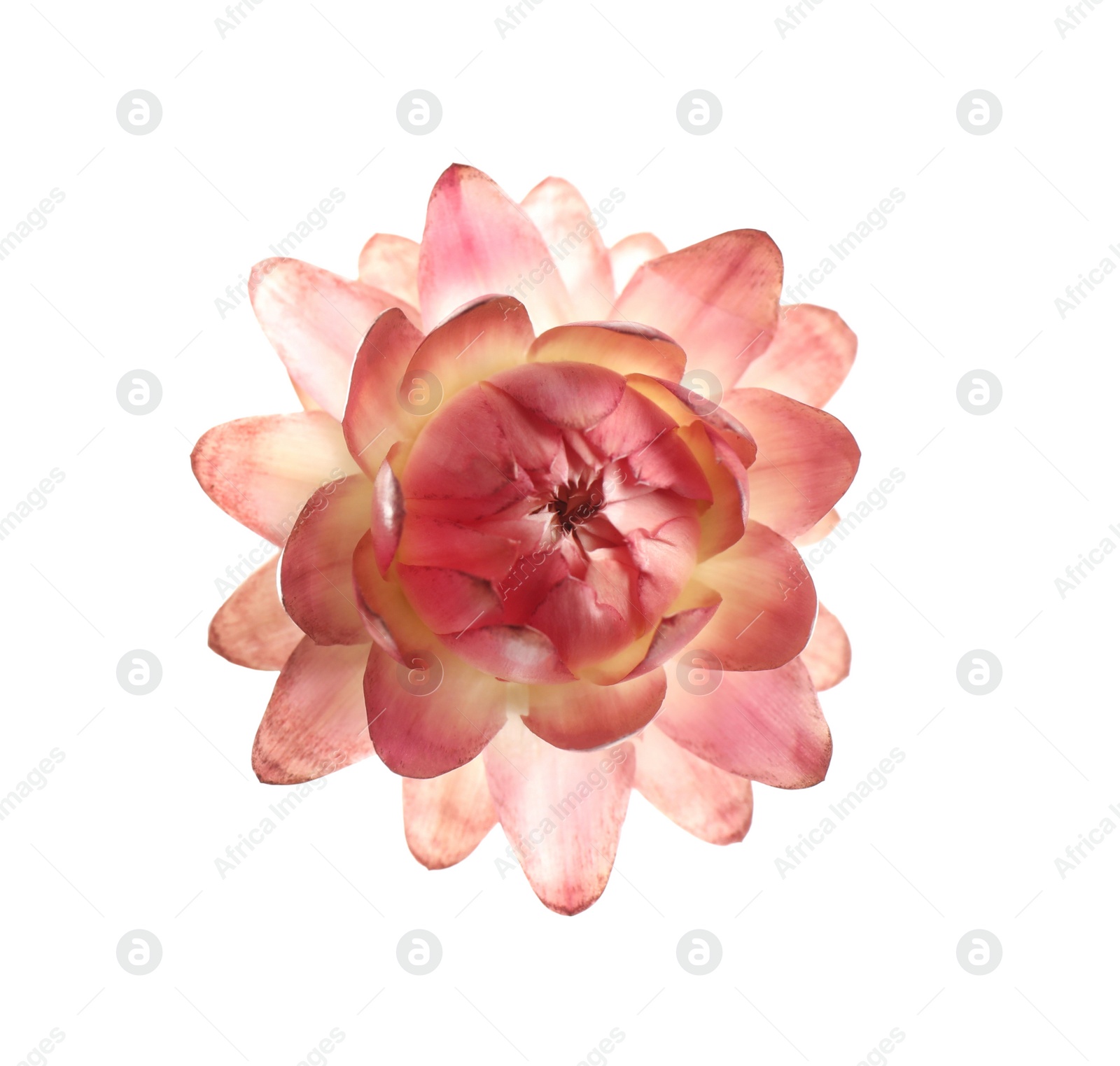 Photo of Beautiful helichrysum flower isolated on white, top view