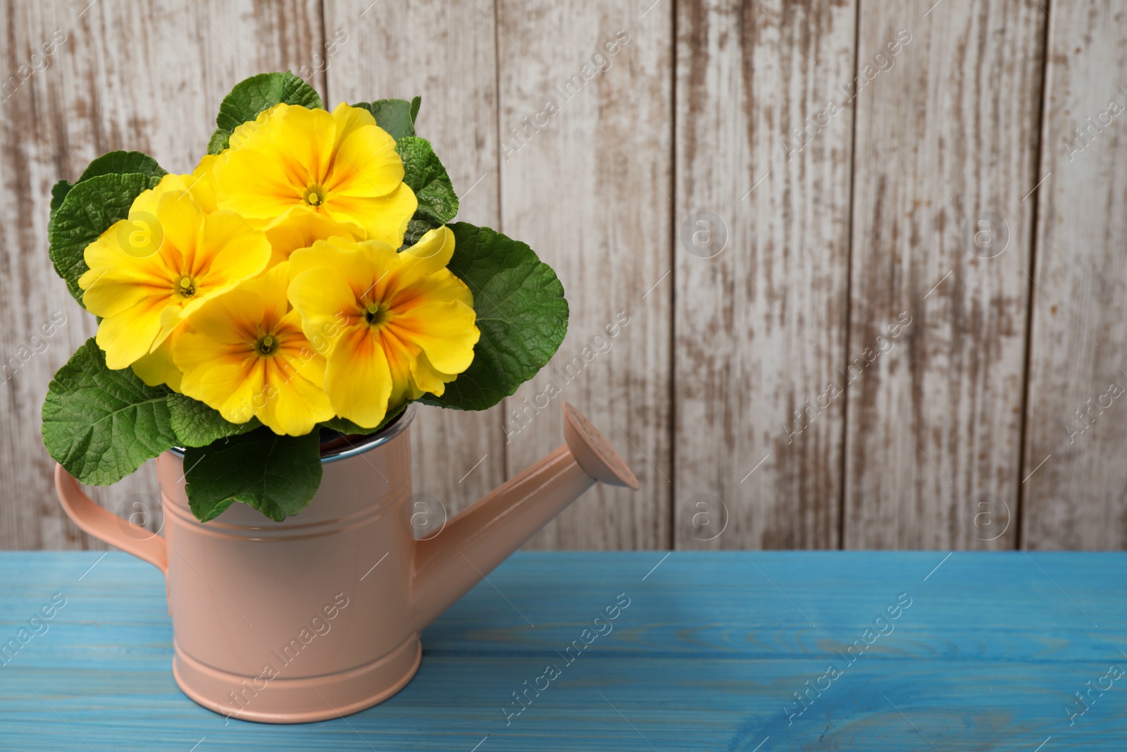 Photo of Beautiful yellow primula (primrose) flower in watering can on light blue wooden table, space for text. Spring blossom