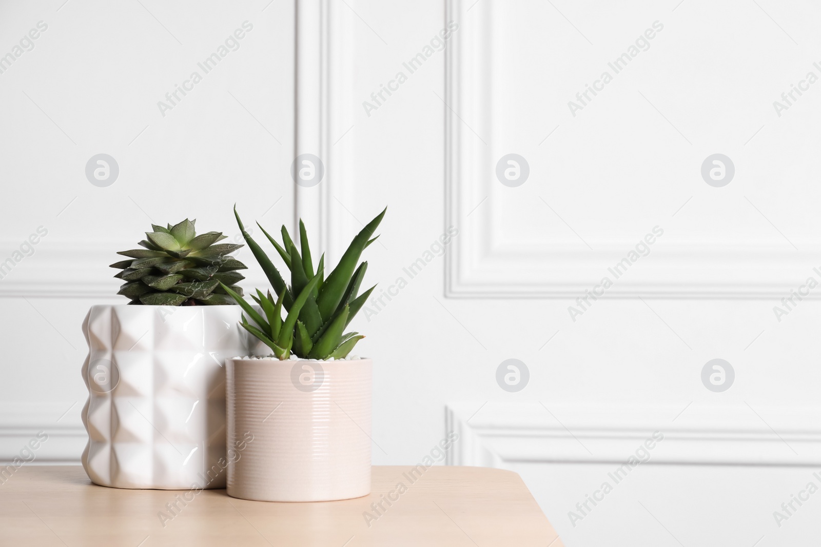 Photo of Beautiful Echeveria and Aloe in pots on wooden table, space for text. Different house plants