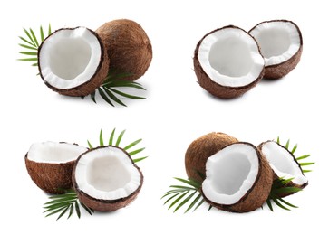 Set of ripe coconuts with green leaves on white background