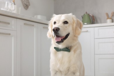 Photo of Cute Labrador Retriever with stylish bow tie indoors