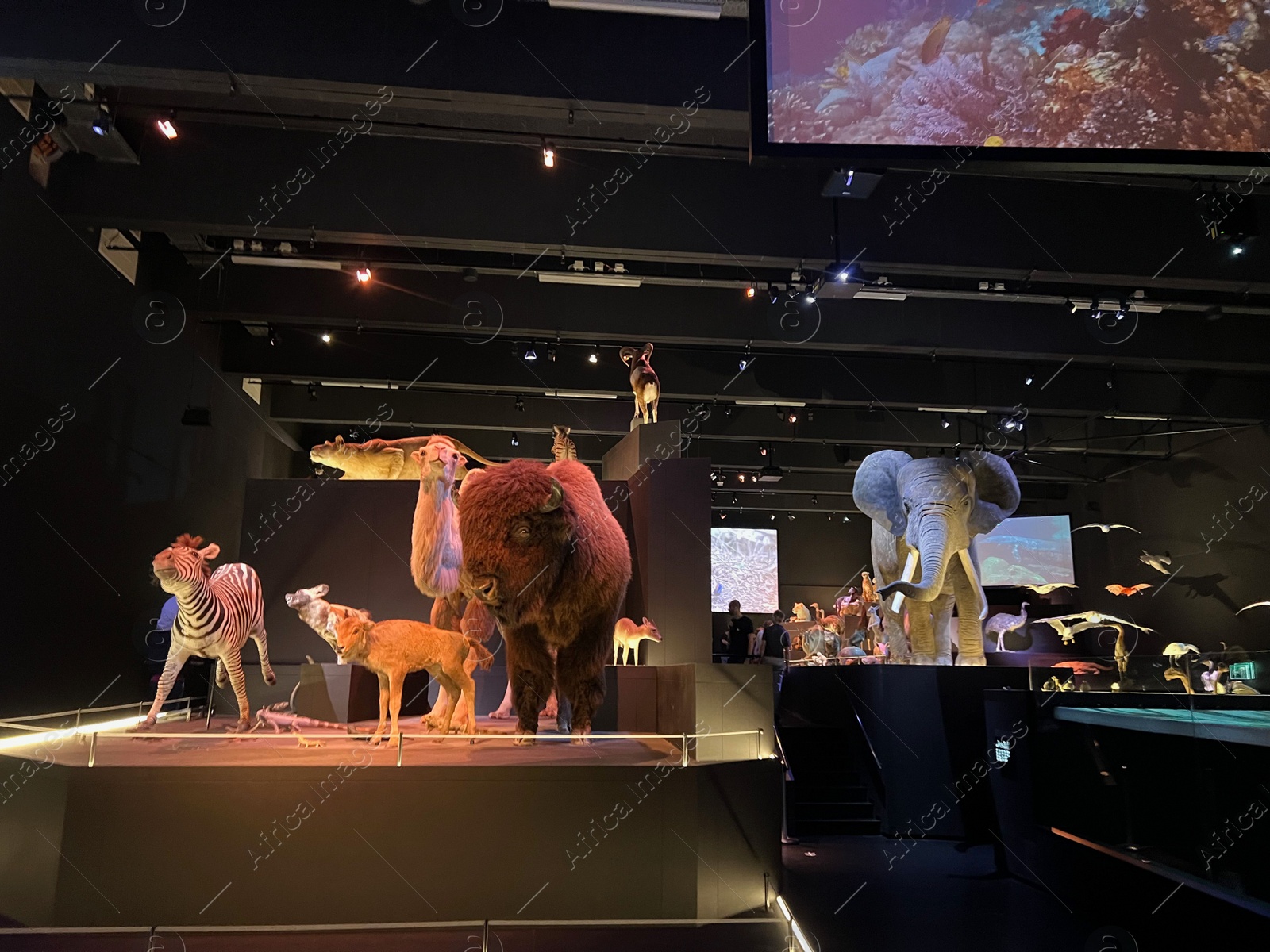 Photo of Leiden, Netherlands - June 18, 2022: Exhibition with different stuffed animals in Naturalis Biodiversity Center