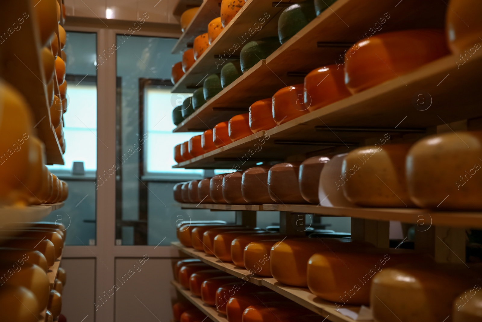 Photo of Fresh cheese heads on rack in factory warehouse