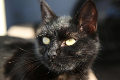 Photo of Beautiful black stray cat outdoors on sunny day, closeup