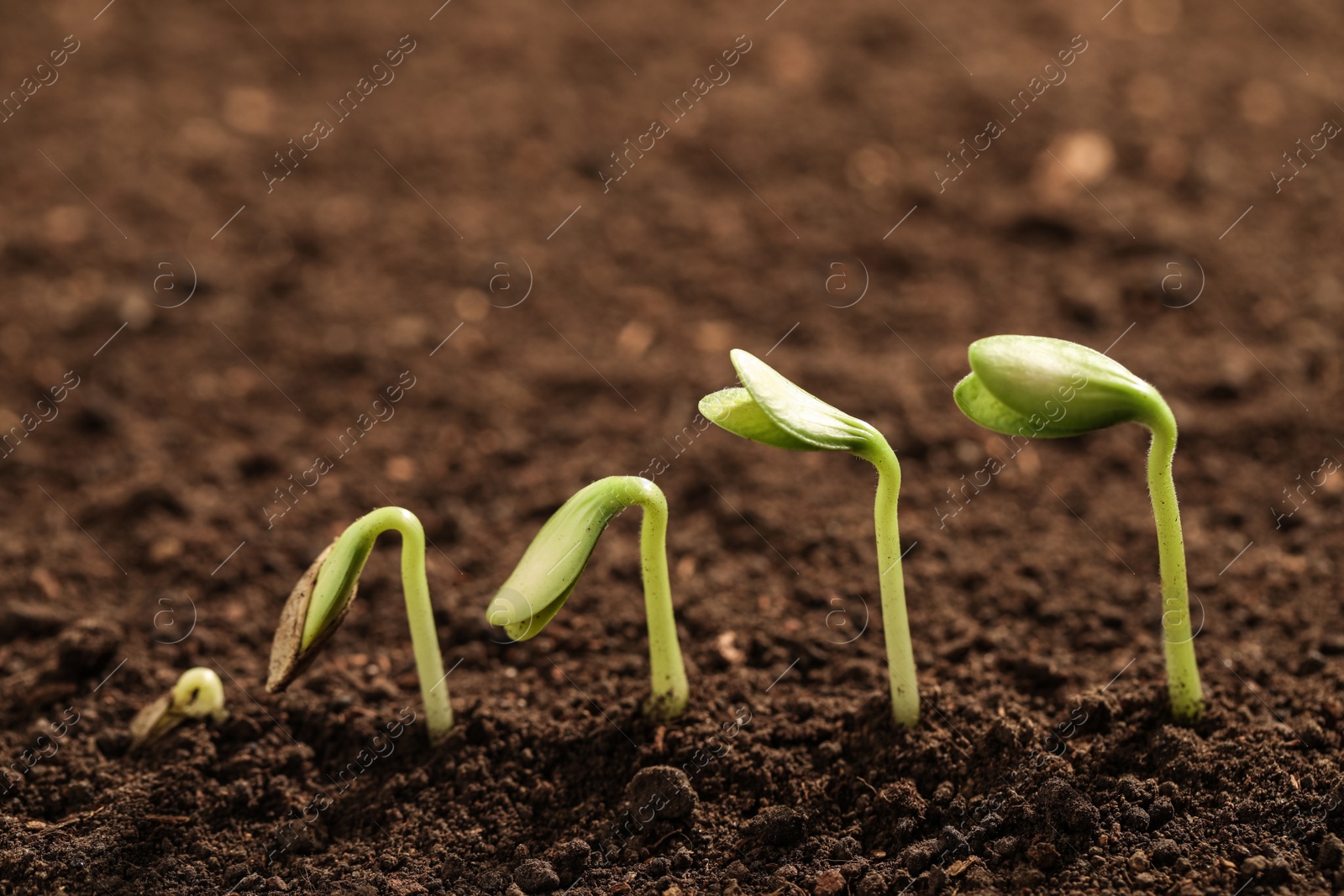 Photo of Little green seedlings growing in soil, closeup view