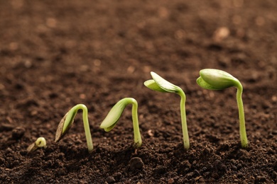 Little green seedlings growing in soil, closeup view