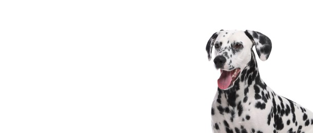 Cute Dalmatian dog on white background, space for text. Banner design