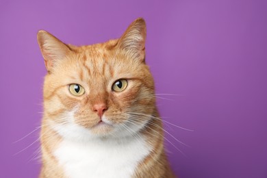 Photo of Cute ginger cat on purple background, space for text. Adorable pet