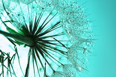 Dandelion seed head on color background, close up