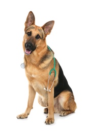 Cute dog with stethoscope as veterinarian on white background