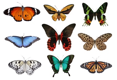 Image of Set of beautiful butterflies on white background