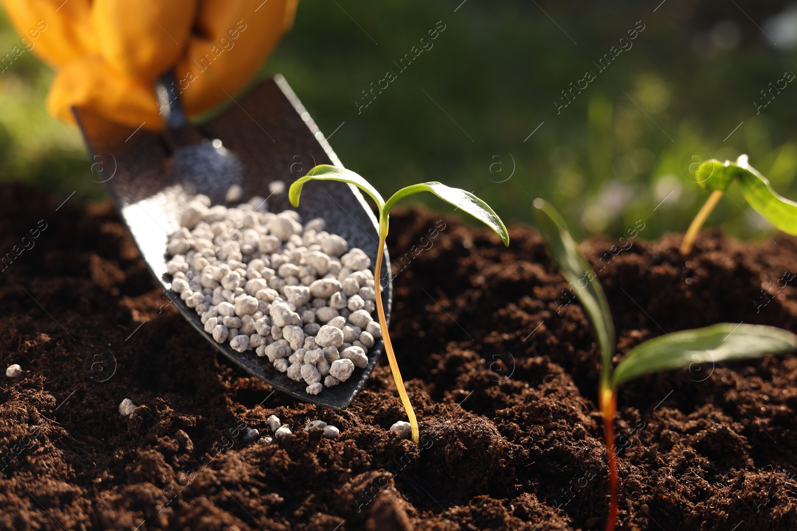 Photo of Man fertilizing soil with growing young sprouts outdoors, selective focus