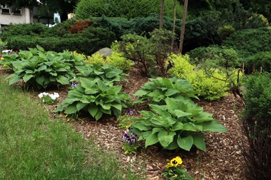 Many different beautiful plants outdoors. Gardening and landscaping