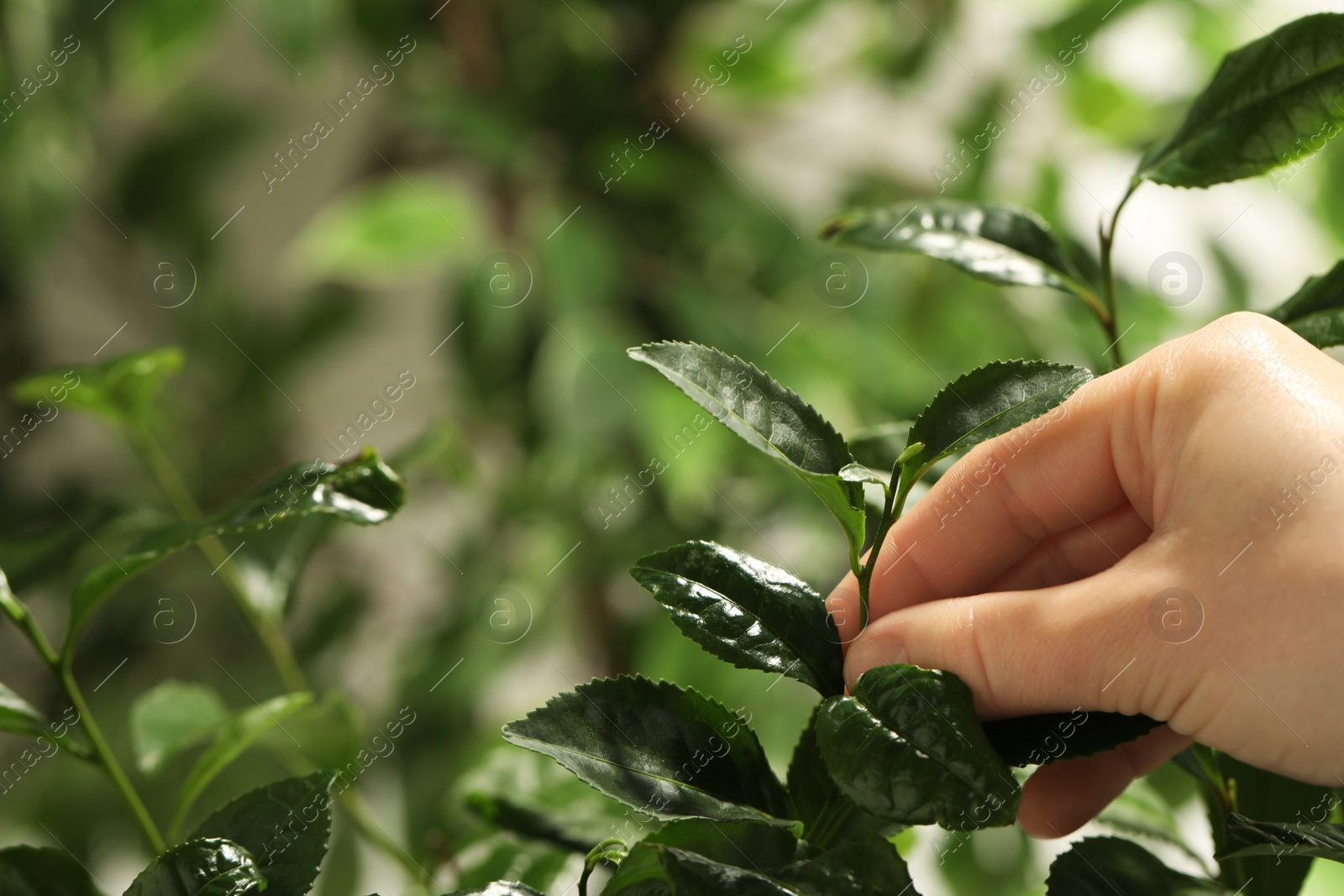 Photo of Farmer picking green tea leaves against blurred background, closeup