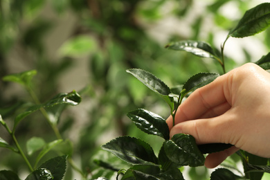 Photo of Farmer picking green tea leaves against blurred background, closeup