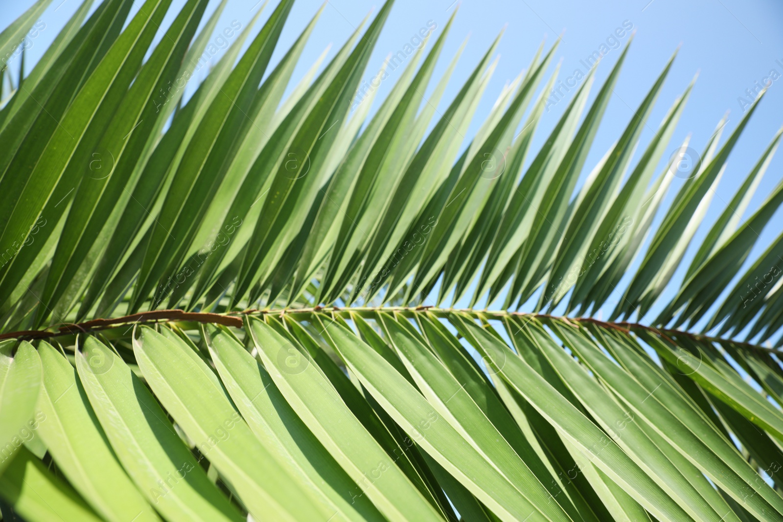 Photo of Beautiful green tropical leaf against blue sky, closeup