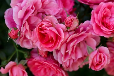 Closeup view of beautiful blooming rose bush