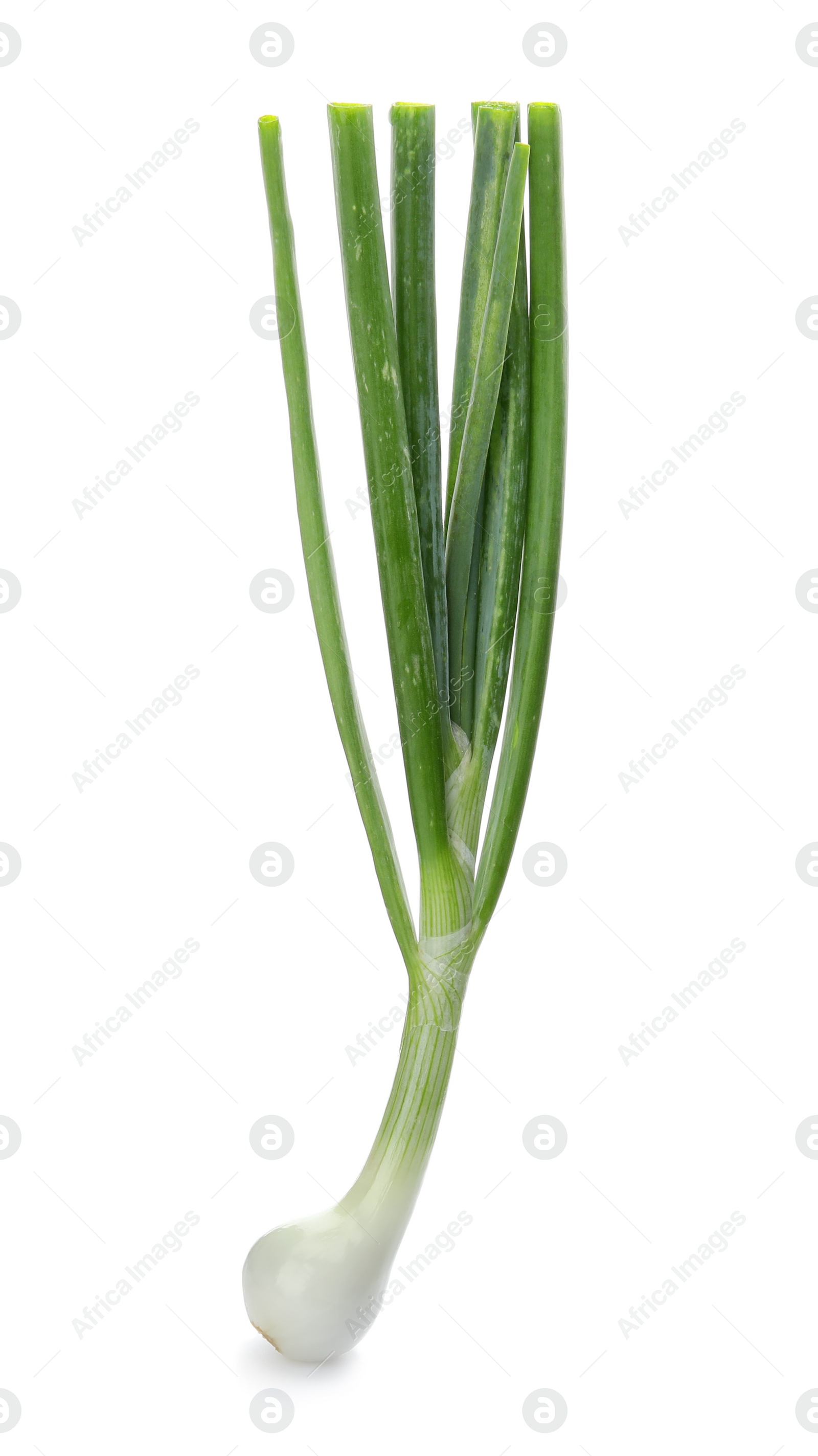 Photo of Fresh green onion on white background