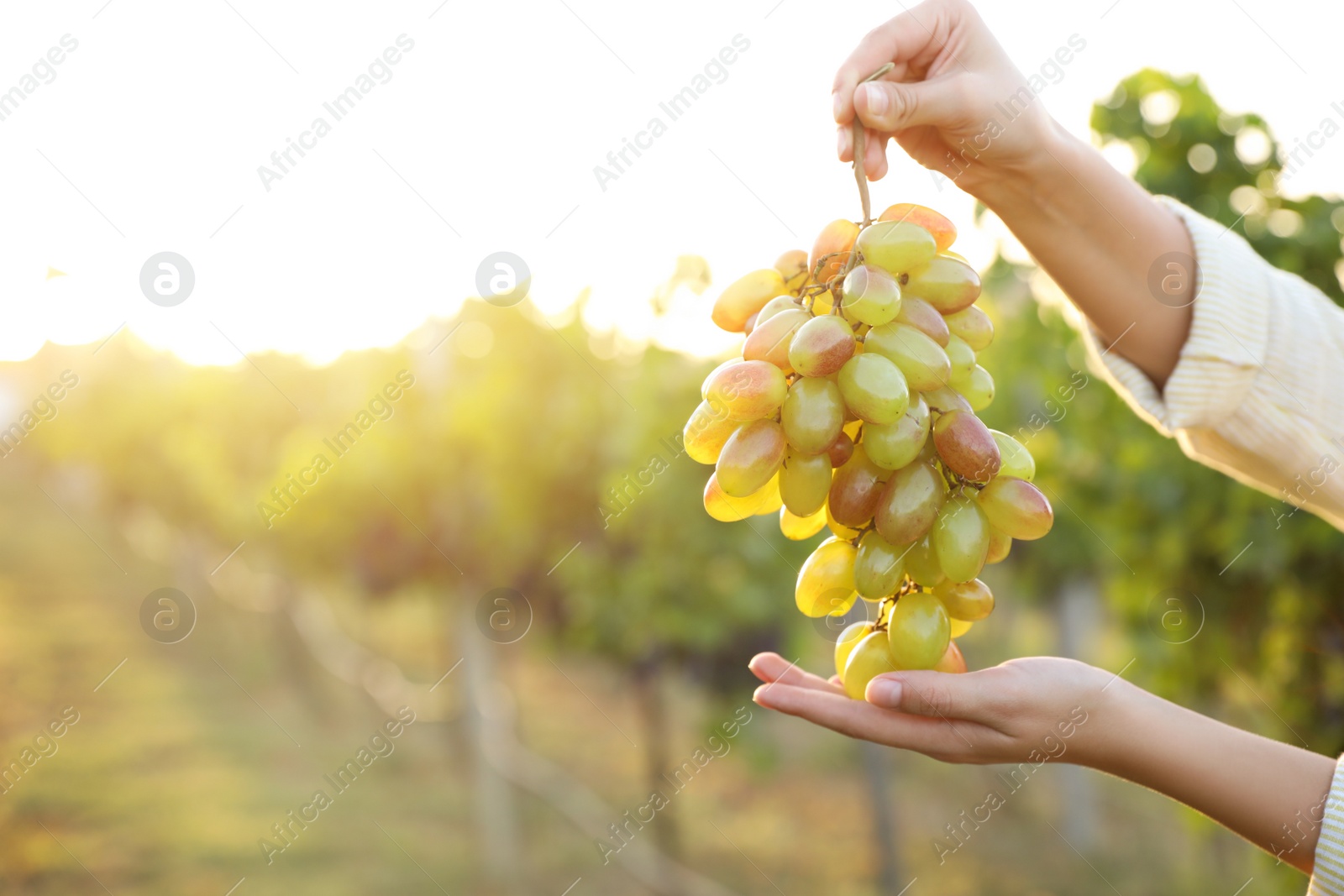 Photo of Woman holding cluster of ripe grapes in vineyard, closeup